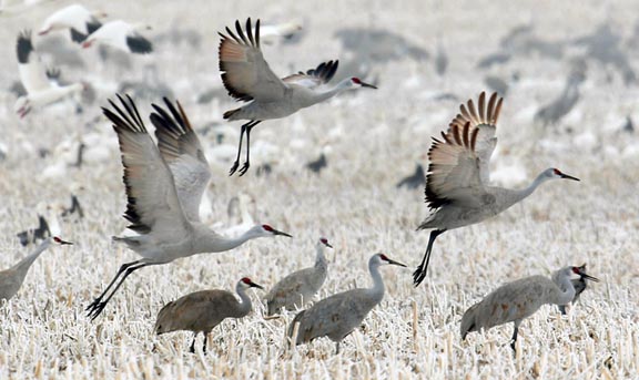 Sandhill crane